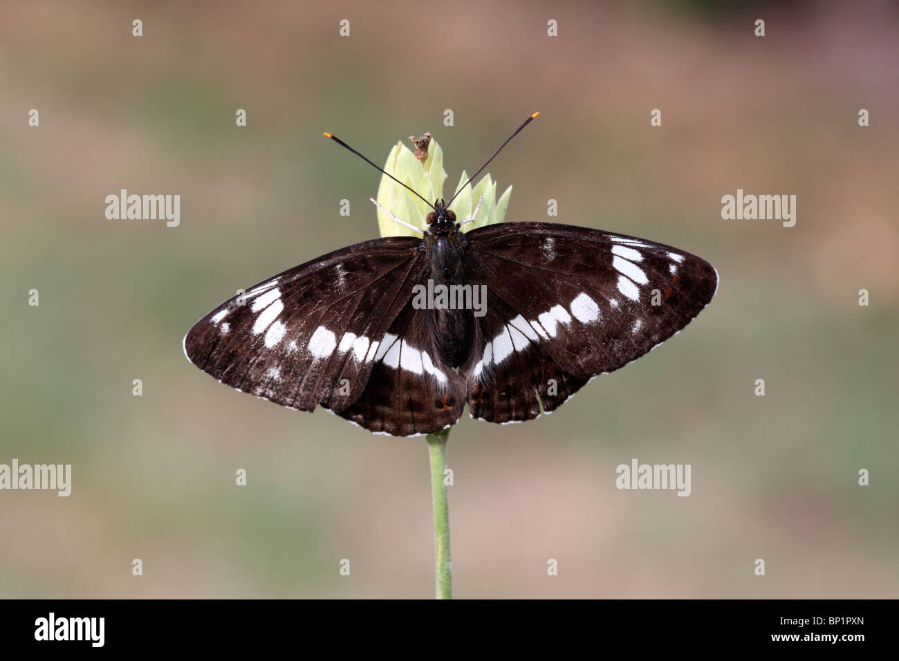 White admiral, Ladoga camilla, singolo butterfly arroccato, Warwickshire, Luglio 2010 Foto Stock