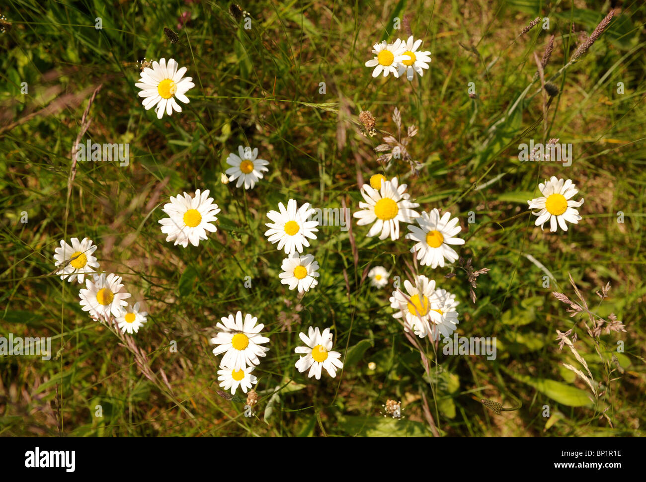 Wild Ox-Eye margherite crescendo in un prato del GLOUCESTERSHIRE REGNO UNITO Foto Stock