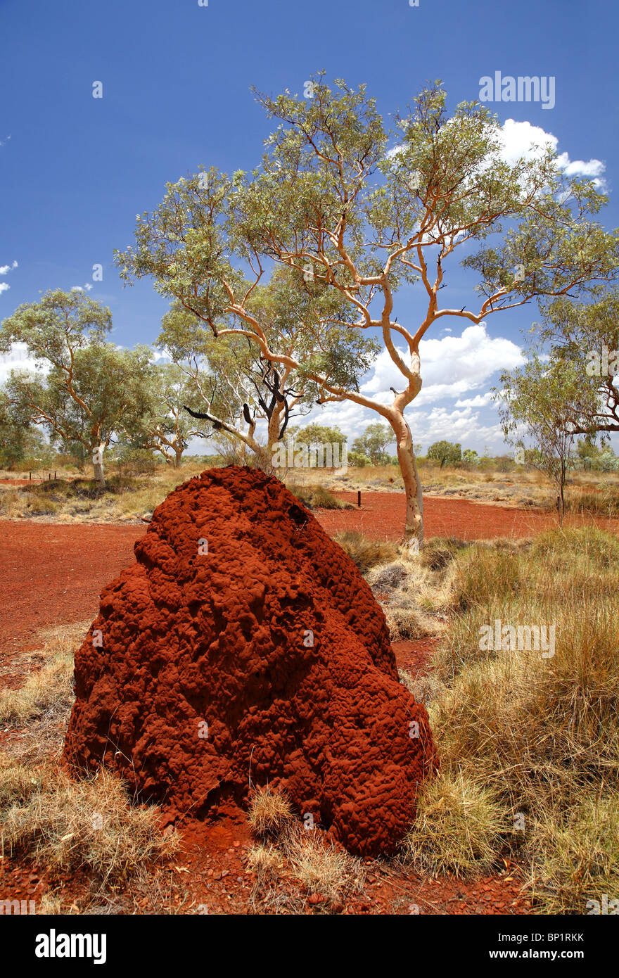 Colori dell'outback australiano, Tom Prezzo, Australia Foto Stock