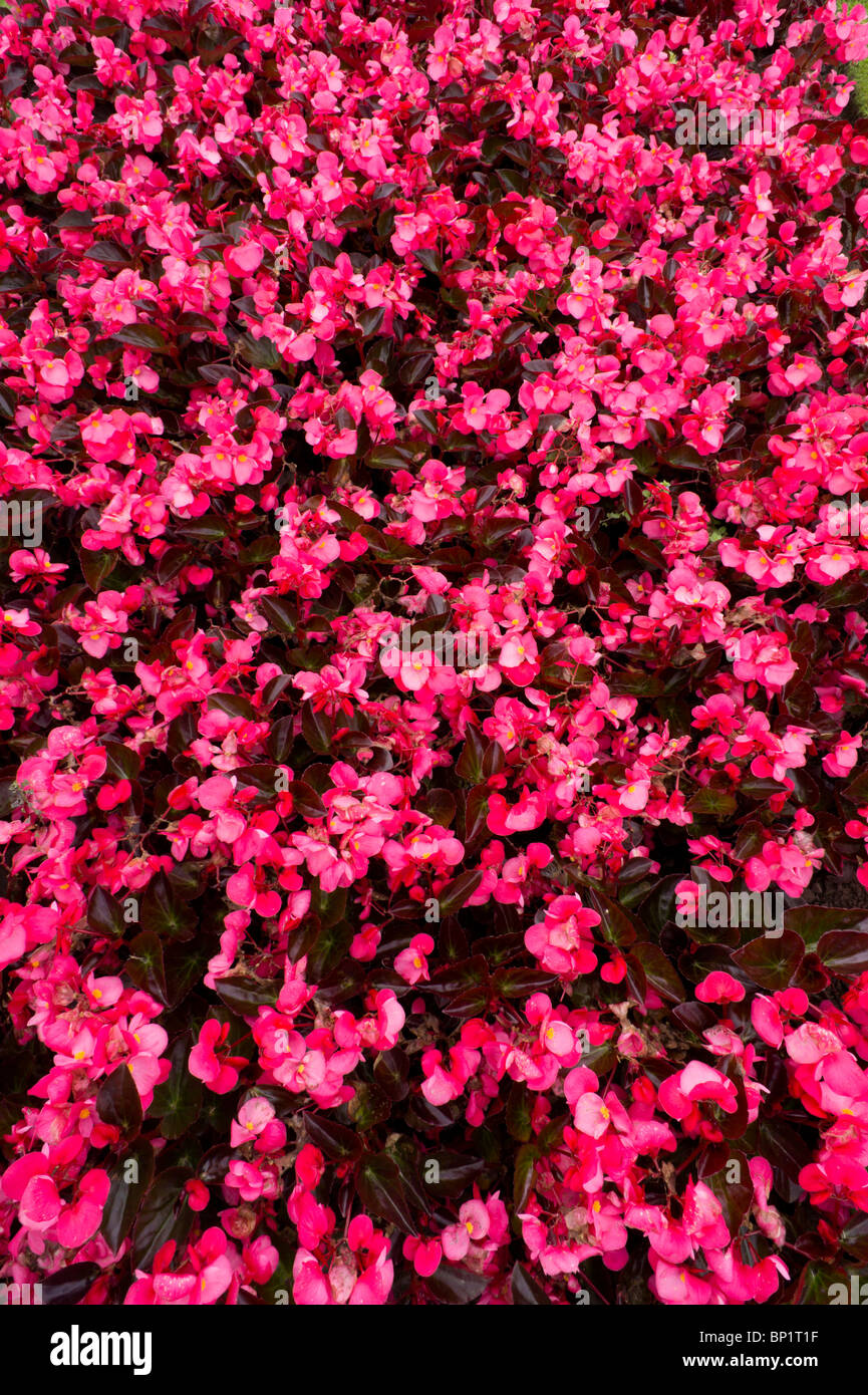 Giardini pubblici circondano l'ufficio informazioni turistiche vicino all'Abbazia in Melrose, Scozia. Foto Stock