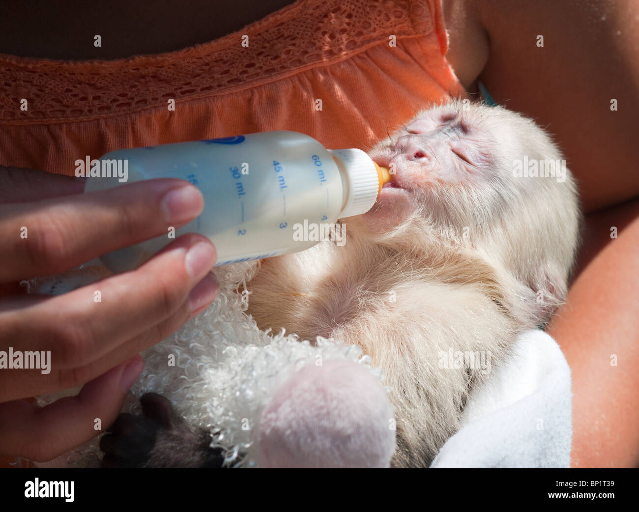 Baby bianco-testa di scimmia cappuccino bottiglia essendo alimentato. Foto Stock