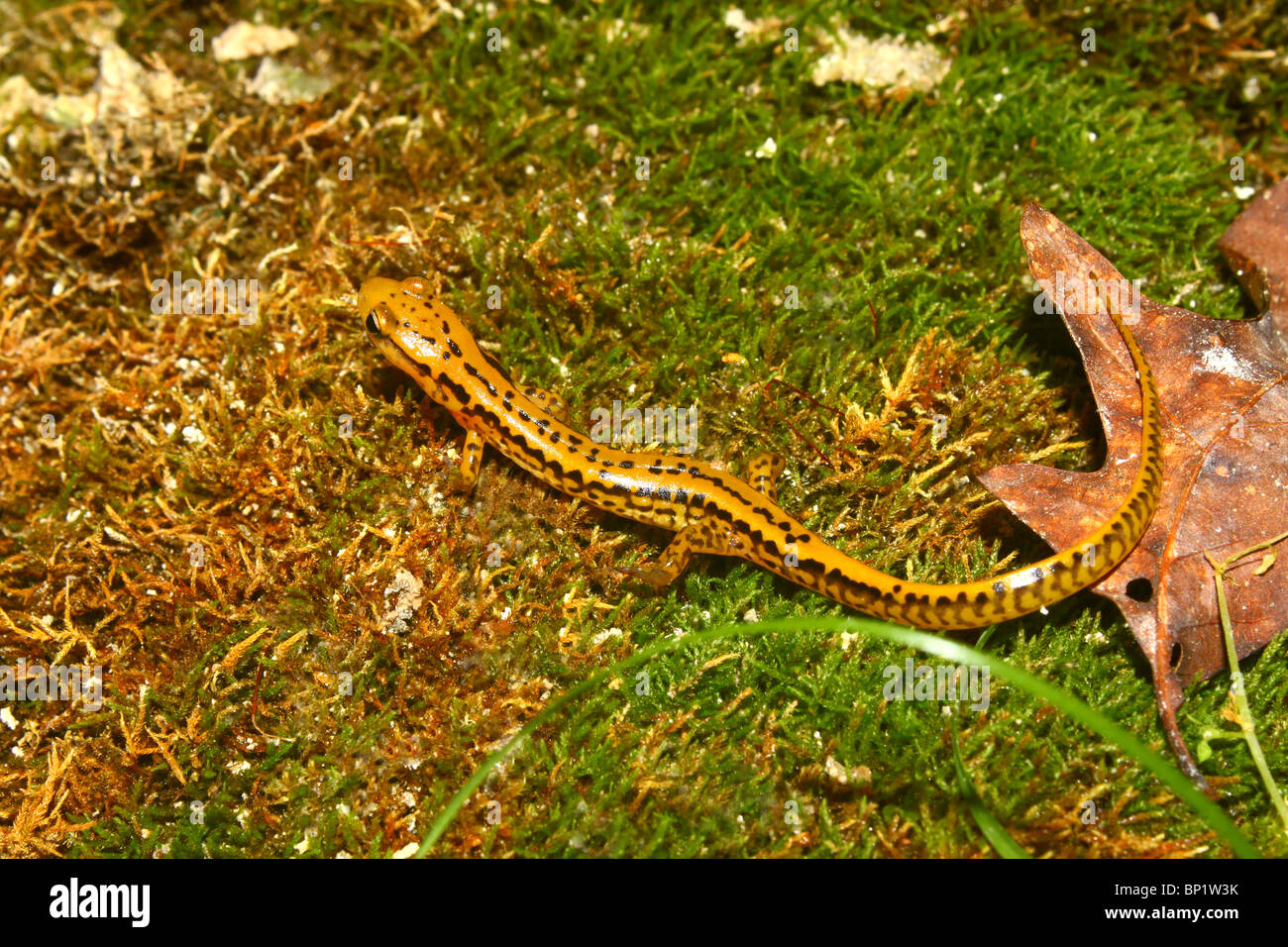 Long-tailed Salamander (Eurycea longicauda) Foto Stock