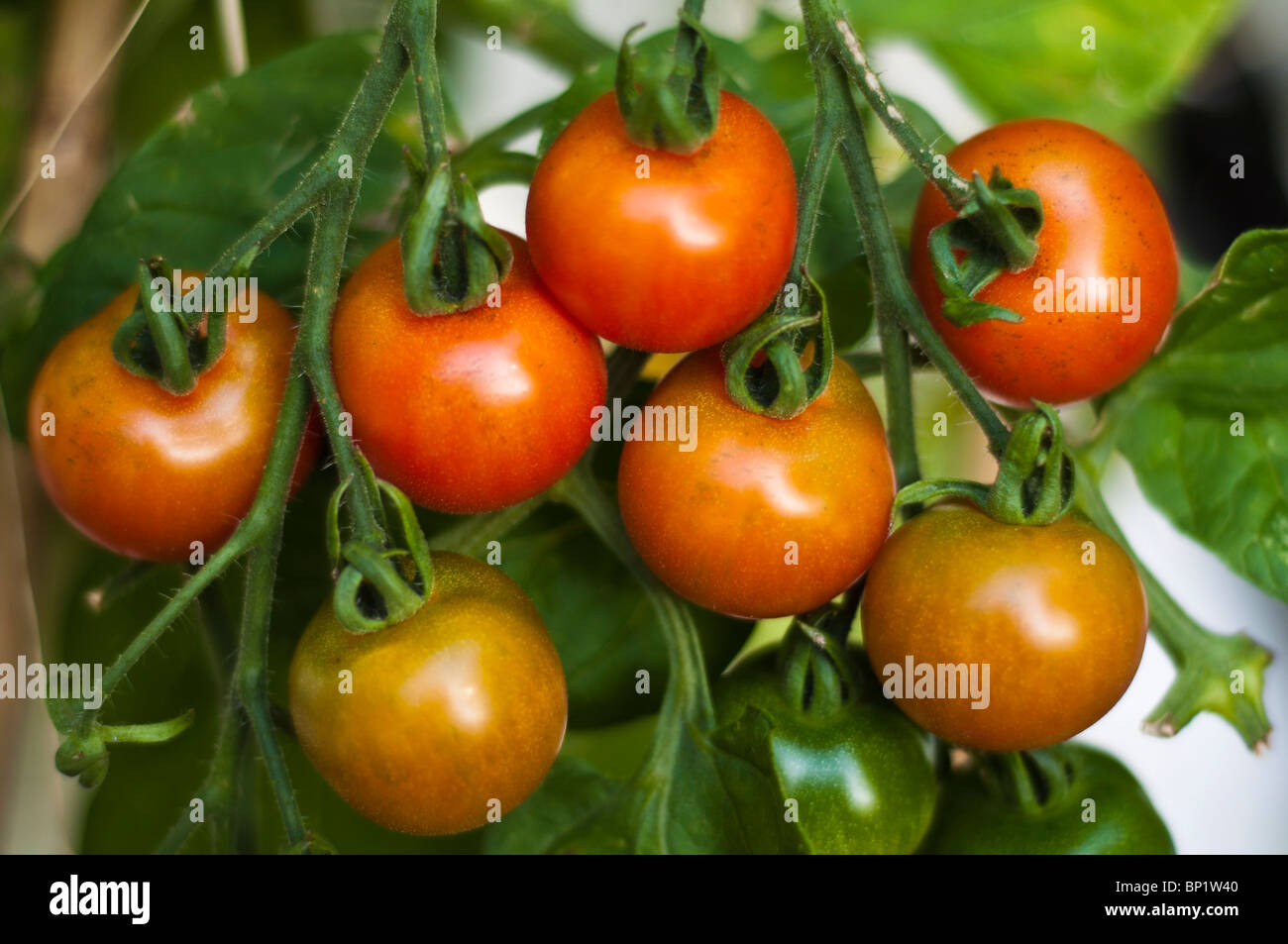 Pomodori maturazione sulla vite in sfumature di colore rosso e verde Foto Stock