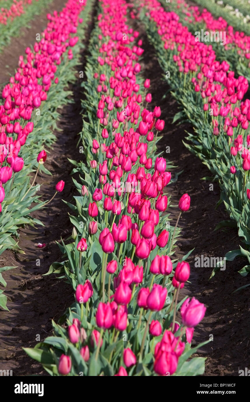 Woodburn, Oregon, Stati Uniti d'America; Righe di tulipani in un campo Foto Stock