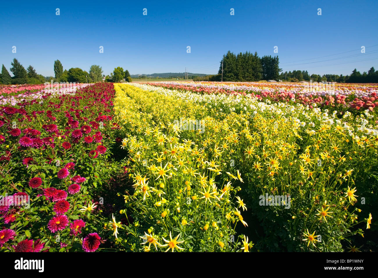 Willamette Valley, Oregon, Stati Uniti d'America; un campo con righe di vari Dalie Foto Stock