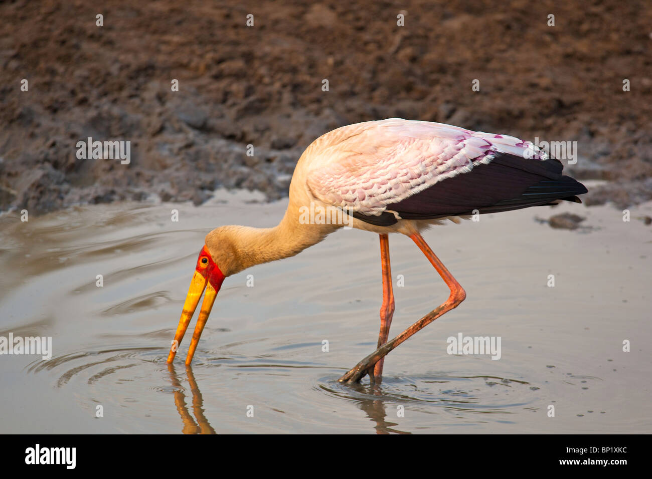 Cicogna yellowbilled alimentare Foto Stock