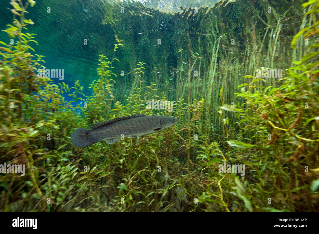 Bowfin, Amia calva, Rainbow River, Florida, Stati Uniti d'America Foto Stock