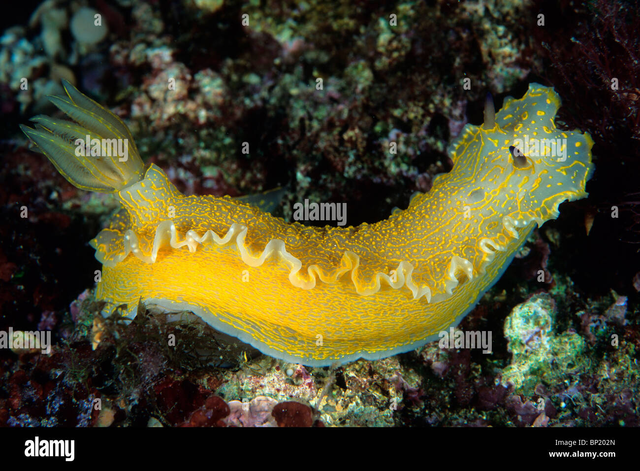 Giallo, Nudibranch Hypselodoris valenciennesi, Sardegna, Italia Foto Stock