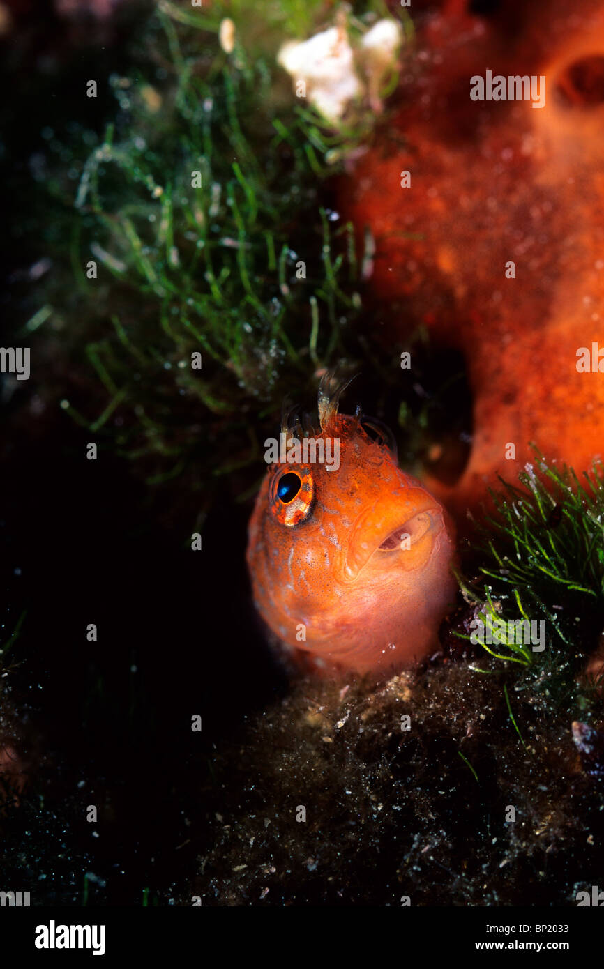 Ringneck bavose, Parablennius pilicornis, Sardegna, Italia Foto Stock