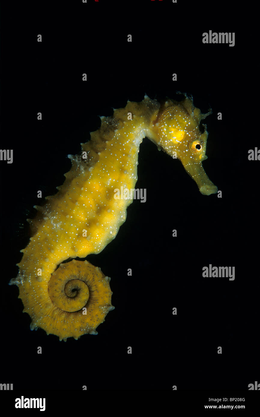 Giallo Cavalluccio Marino Hippocampus guttulatus, Sardegna, Italia Foto Stock