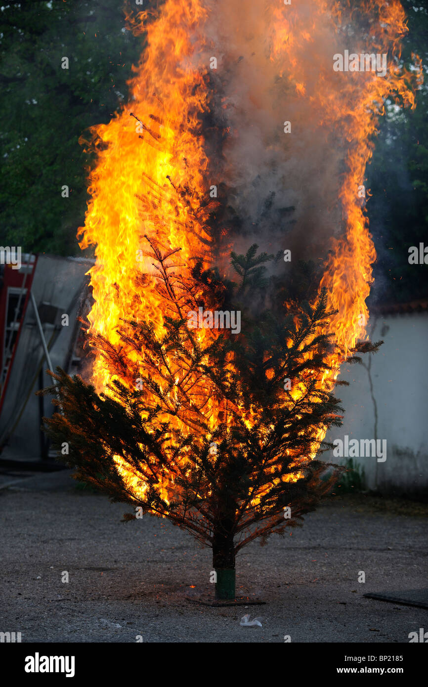 La masterizzazione di albero di Natale sequenza. Fin dall'inizio " fino alla fine. Foto Stock