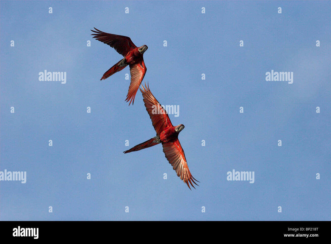 Il rosso e il verde macaws (Ara chloroptera) in volo, Iwokrama riserva forestale, Guyana, Sud America. Foto Stock