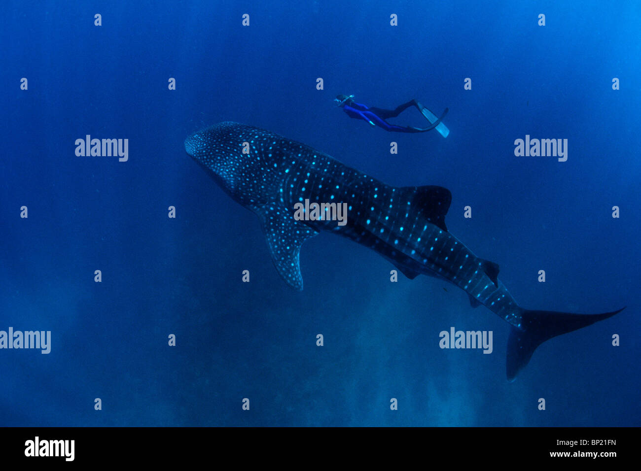 Freediver nuoto su squalo balena, Rhincodon typus, Ningalo Reef, Oceano Indiano, Australia Foto Stock