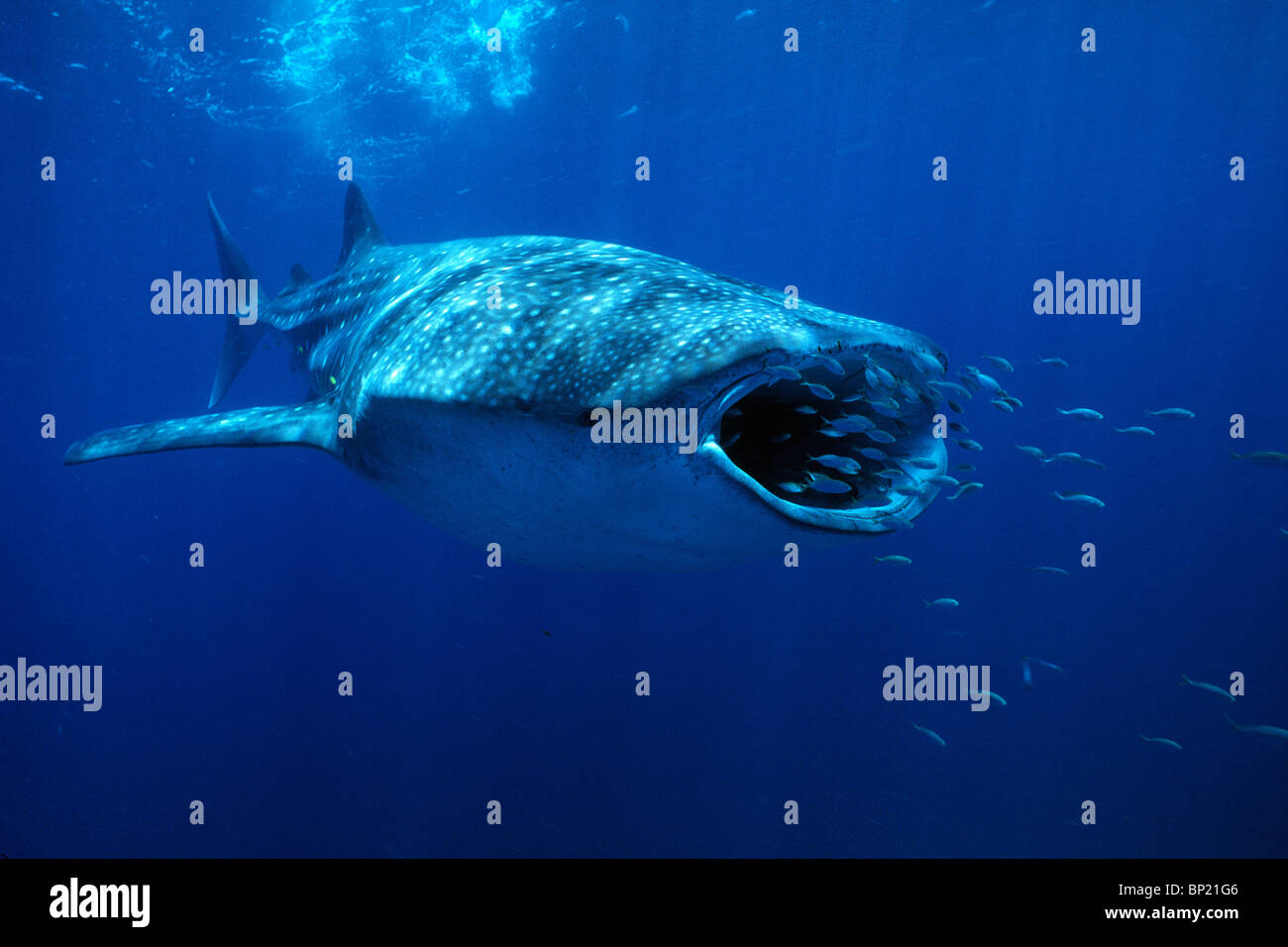Squalo Balena, Rhincodon typus, Ningalo Reef, Oceano Indiano, Australia Foto Stock