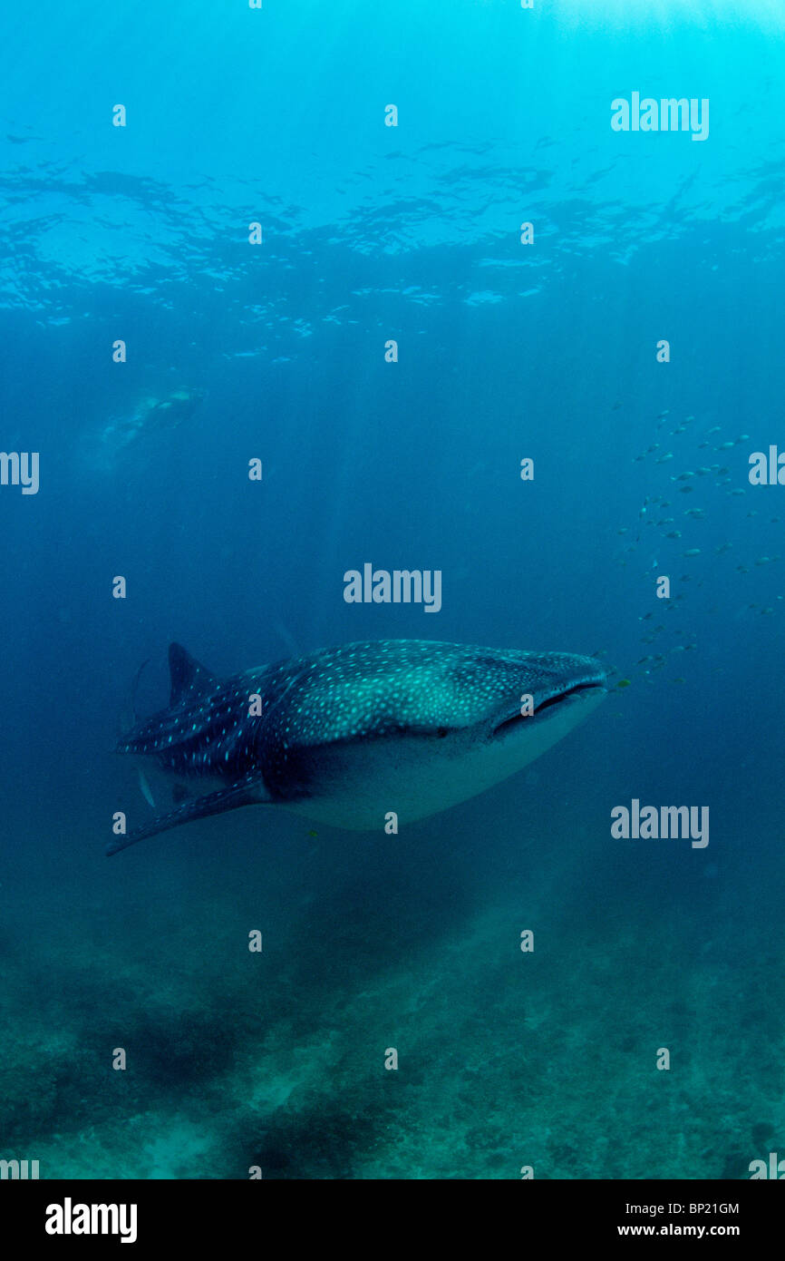 Squalo Balena, Rhincodon typus, Ningalo Reef, Oceano Indiano, Australia Foto Stock