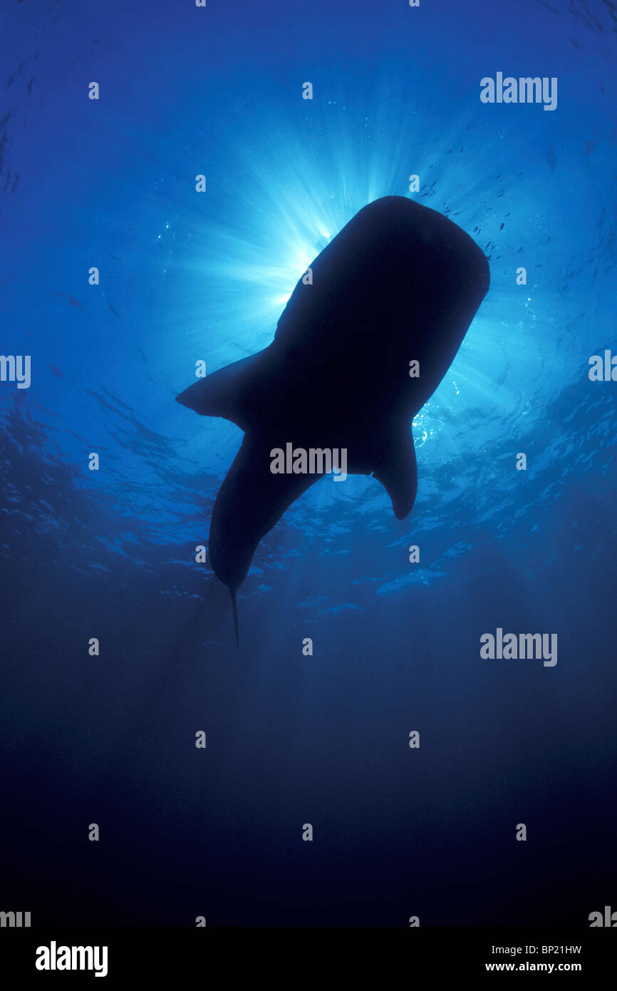 Silhouette di squalo balena, Rhincodon typus, Ningalo Reef, Oceano Indiano, Australia Foto Stock