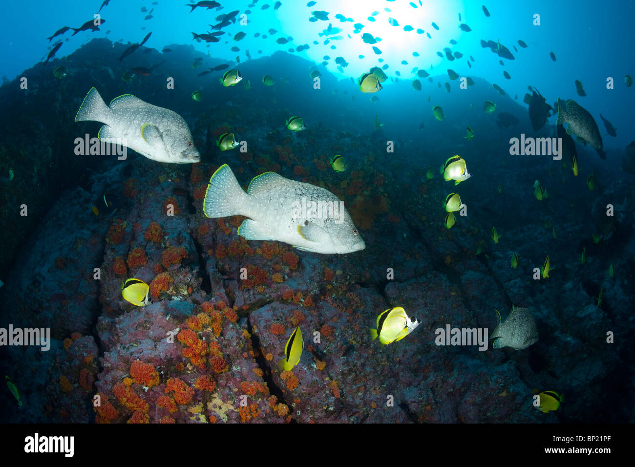 Pelle Bass, Dermatolepis dermatolepis, Malpelo, Est Oceano Pacifico, Colombia Foto Stock