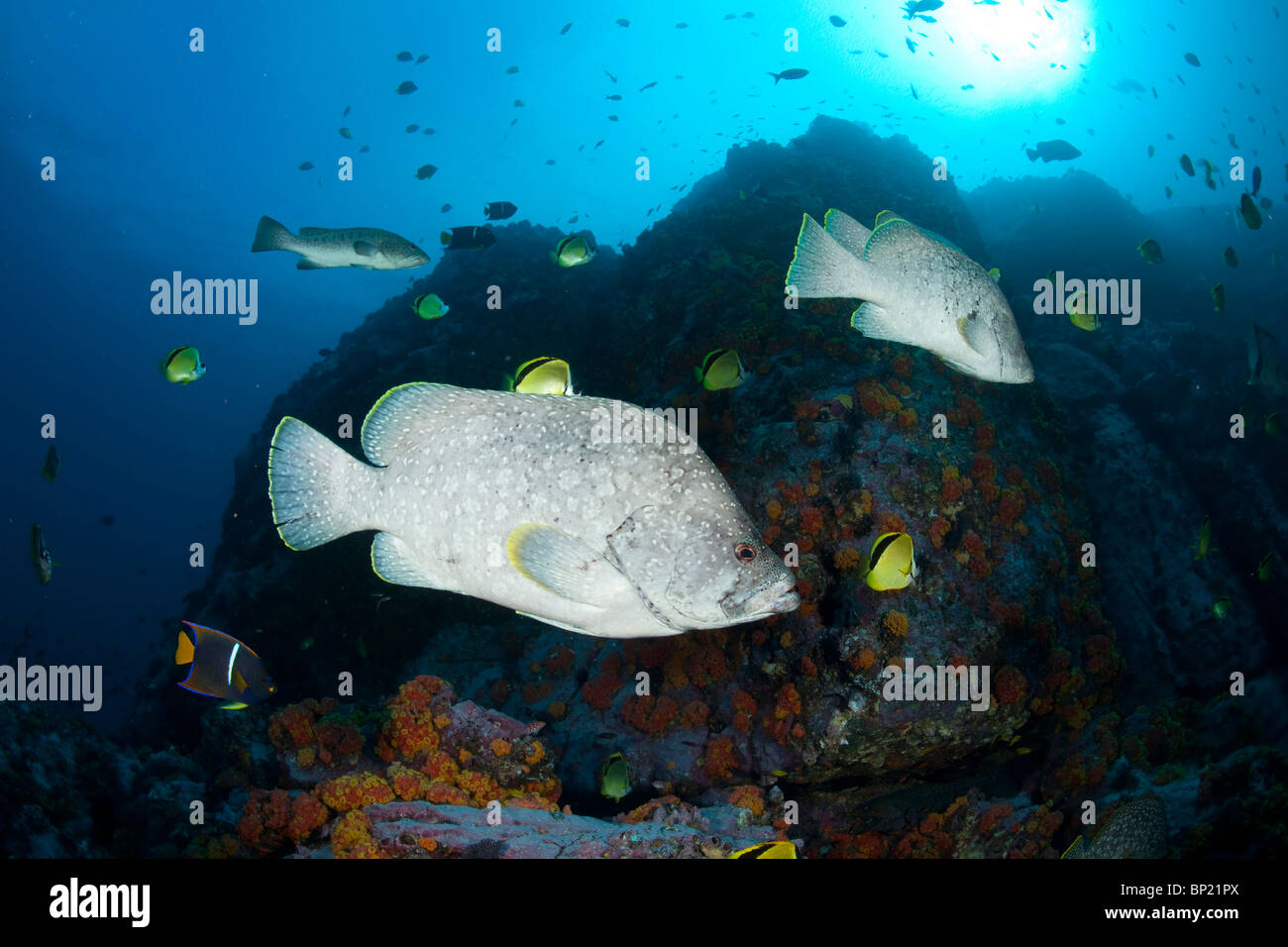 Pelle Bass, Dermatolepis dermatolepis, Malpelo, Est Oceano Pacifico, Colombia Foto Stock