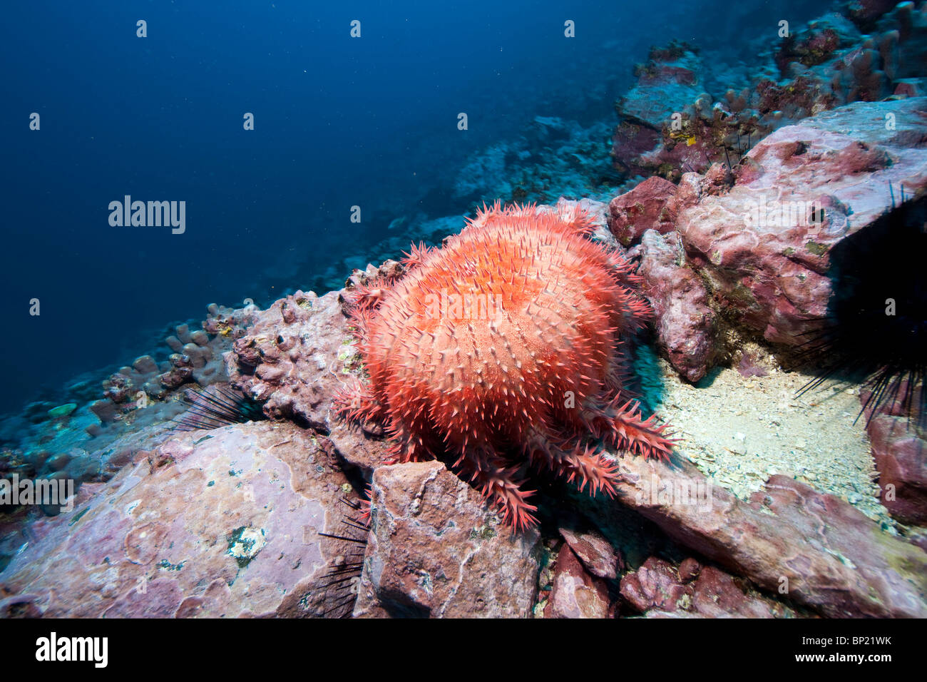 La corona di spine di stelle marine Acanthaster planci, Malpelo, Est Oceano Pacifico, Colombia Foto Stock