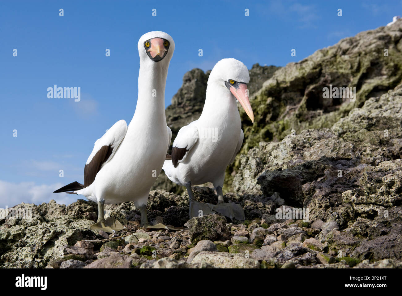 Coppia mascherata di Booby, Sula dactylatra, Malpelo, Est Oceano Pacifico, Colombia Foto Stock