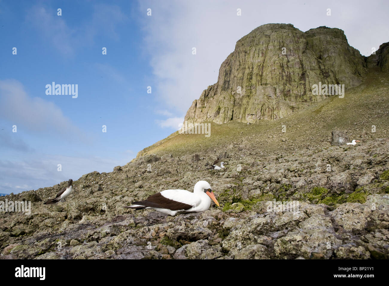 Masked Booby a El Cerro de la Mona, Sula dactylatra, Malpelo, Est Oceano Pacifico, Colombia Foto Stock