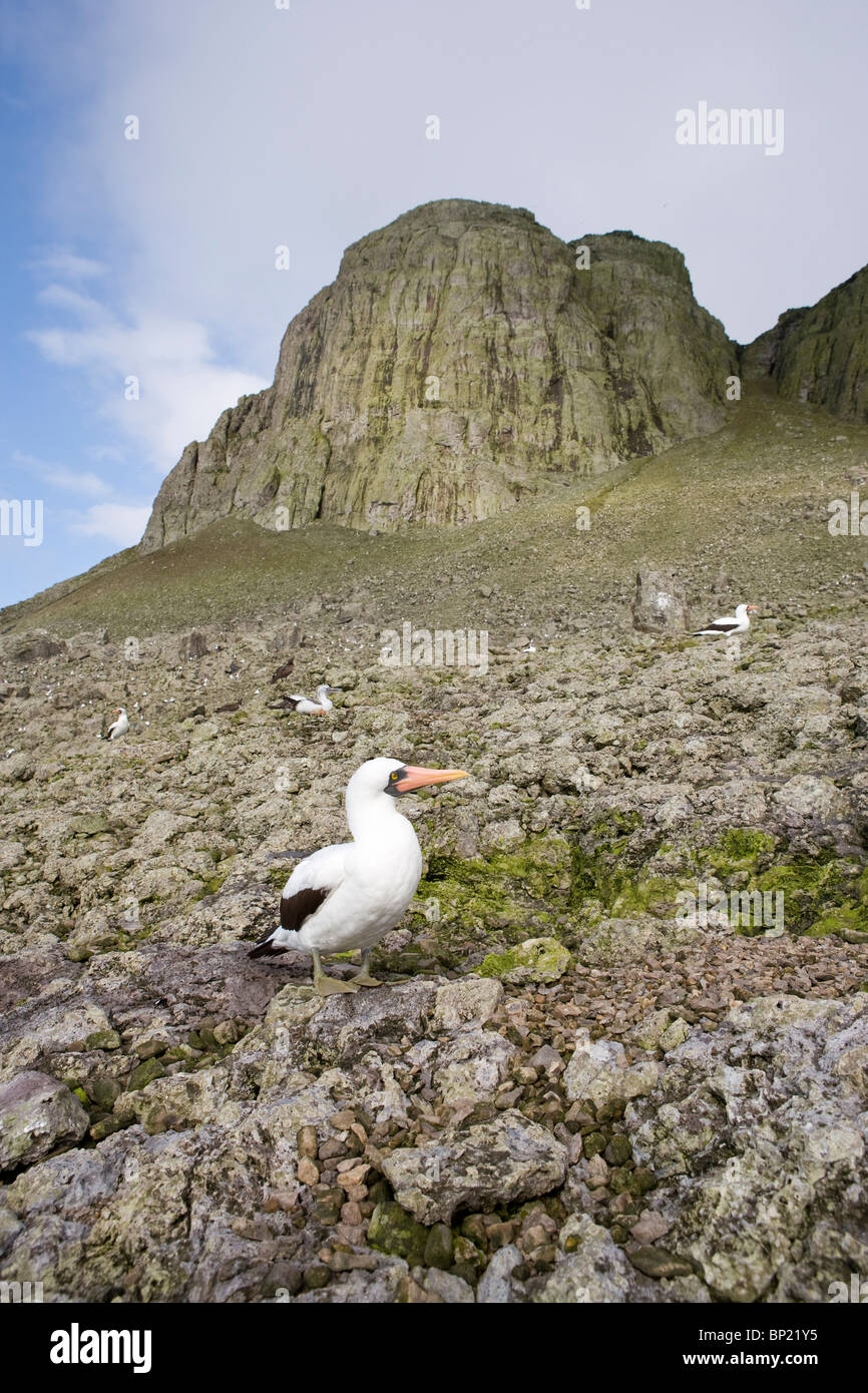 Masked Booby a El Cerro de la Mona, Sula dactylatra, Malpelo, Est Oceano Pacifico, Colombia Foto Stock