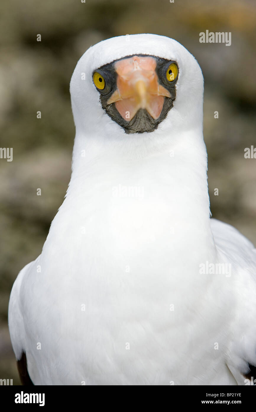 Masked Booby, Sula dactylatra, Malpelo, Est Oceano Pacifico, Colombia Foto Stock