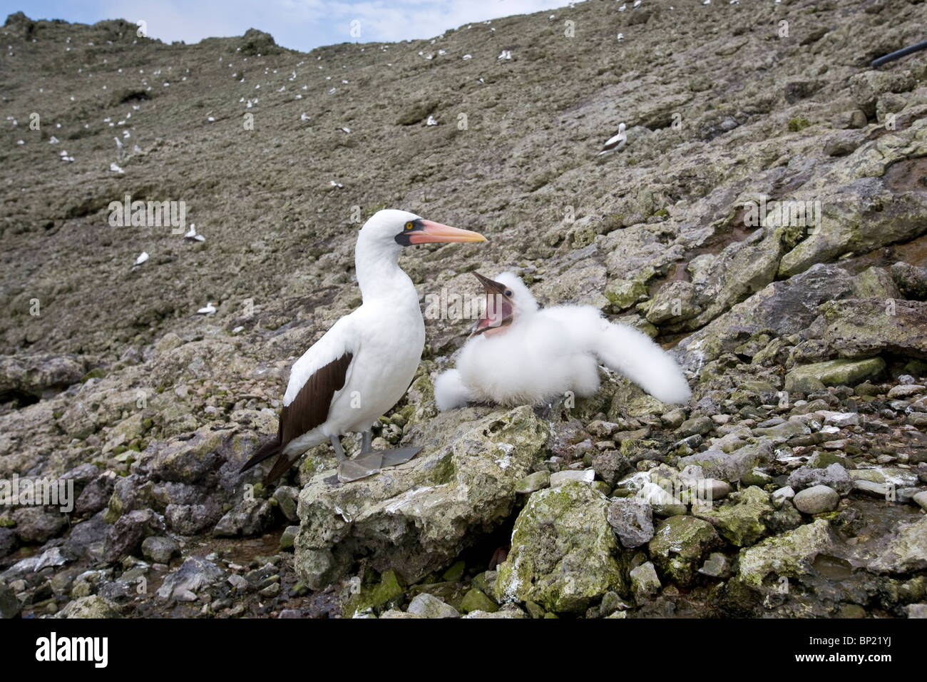 Masked Booby con pulcino, Sula dactylatra, Malpelo, Est Oceano Pacifico, Colombia Foto Stock