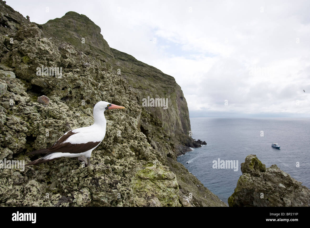 Masked Booby, Sula dactylatra, Malpelo, Est Oceano Pacifico, Colombia Foto Stock