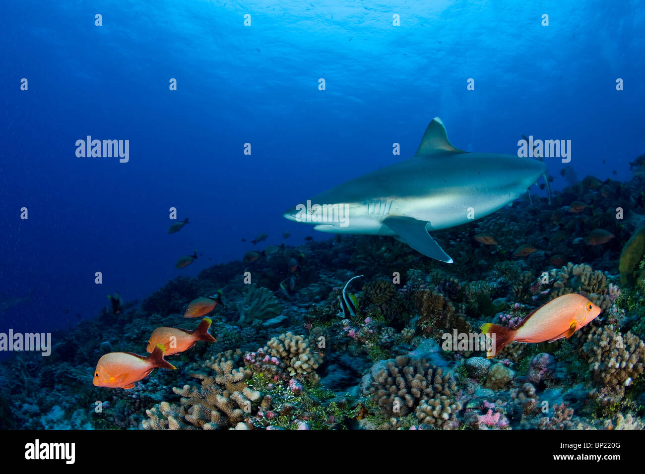 Silvertip Shark Carcharhinus albimarginatus, Rangiroa, Polinesia Francese Foto Stock