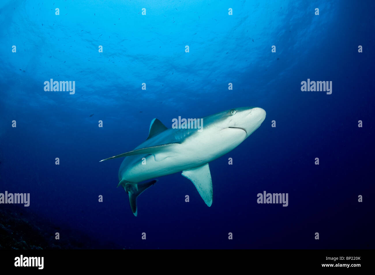 Silvertip Shark Carcharhinus albimarginatus, Rangiroa, Polinesia Francese Foto Stock
