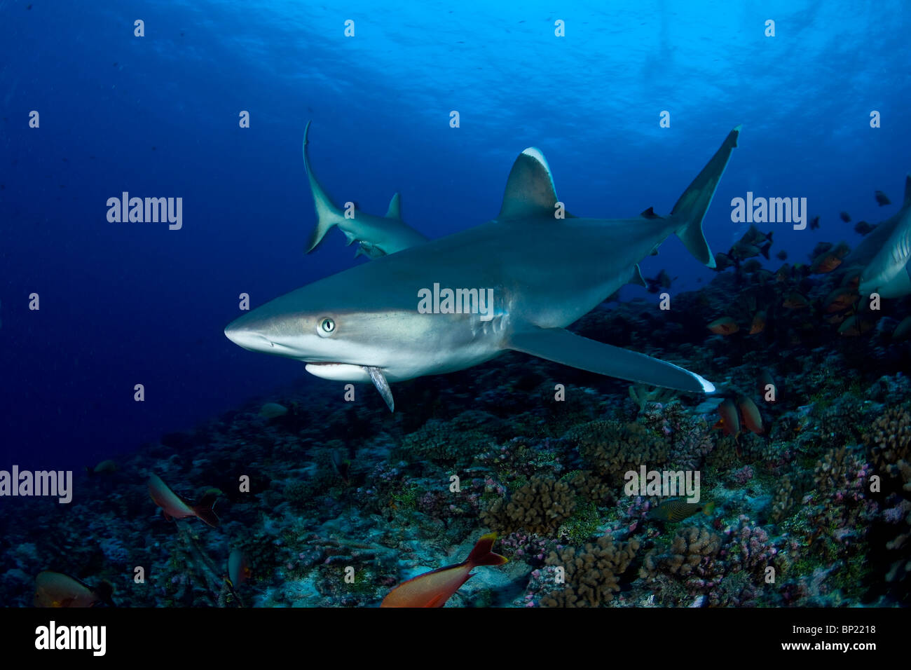 Silvertip Shark Carcharhinus albimarginatus, Rangiroa, Polinesia Francese Foto Stock