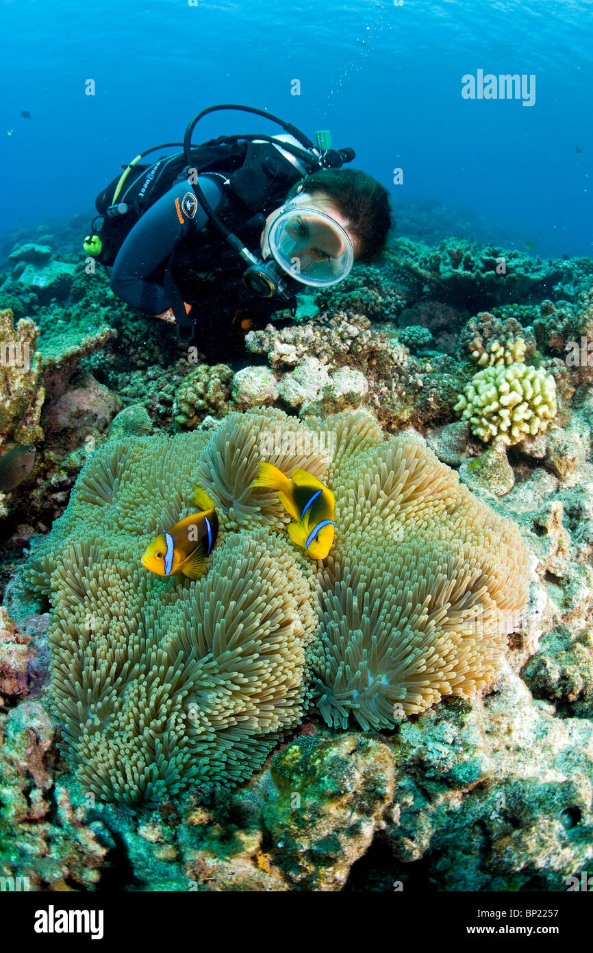 Orange-fin Anemonefish e subacqueo, Amphiprion chrysopterus, Moorea, Polinesia Francese Foto Stock