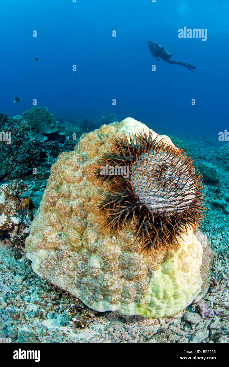 La corona di spine Starfish alimentazione su corallo, Acanthaster planci, Moorea, Polinesia Francese Foto Stock