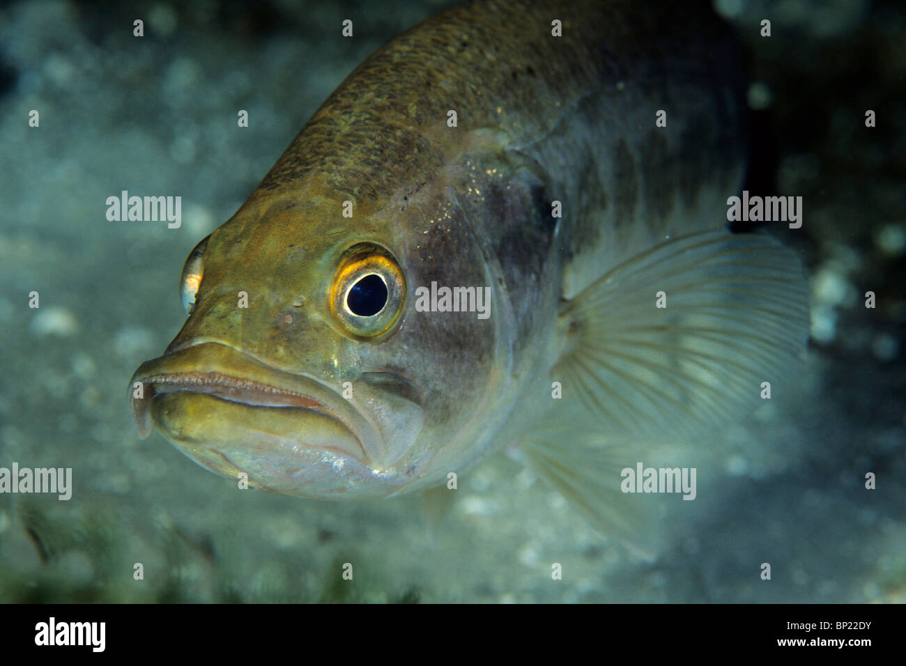 Spotted Bass, Micropterus punctalatus, Ginnie Springs, in Florida, Stati Uniti d'America Foto Stock