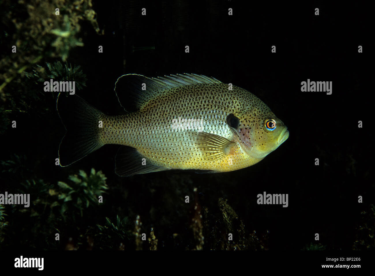 Redear Sunfish, Lepomis microlophus, Ginnie Springs, in Florida, Stati Uniti d'America Foto Stock