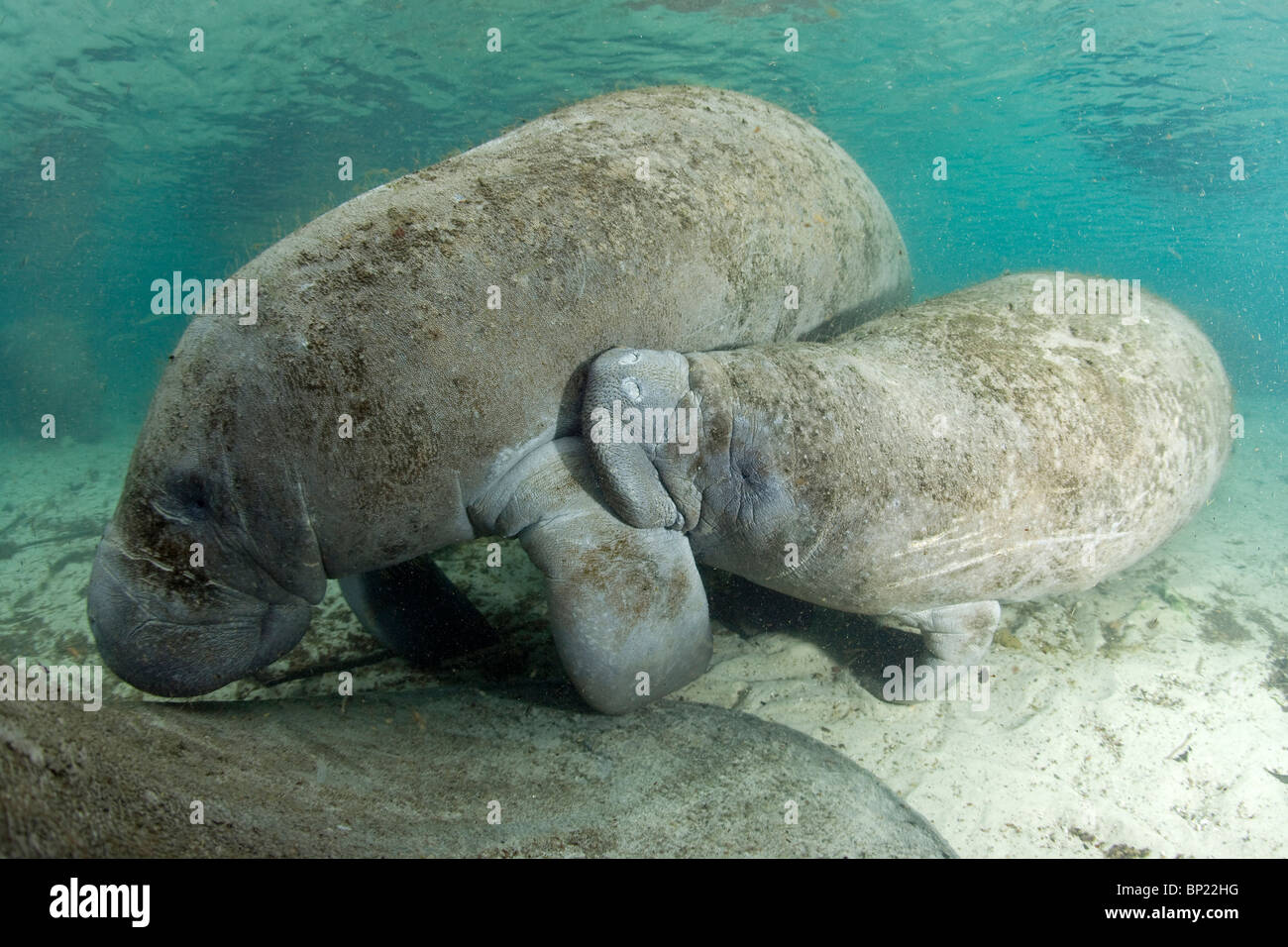 Florida Manatee, vitello succhiare il latte della madre, Trichechus manatus latriostris, Crystal River, Florida, Stati Uniti d'America Foto Stock