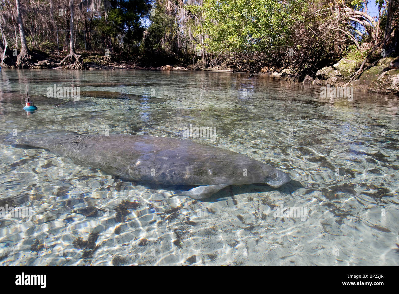 Lamantino, Trichechus manatus latriostris, Crystal River, Florida, Stati Uniti d'America Foto Stock