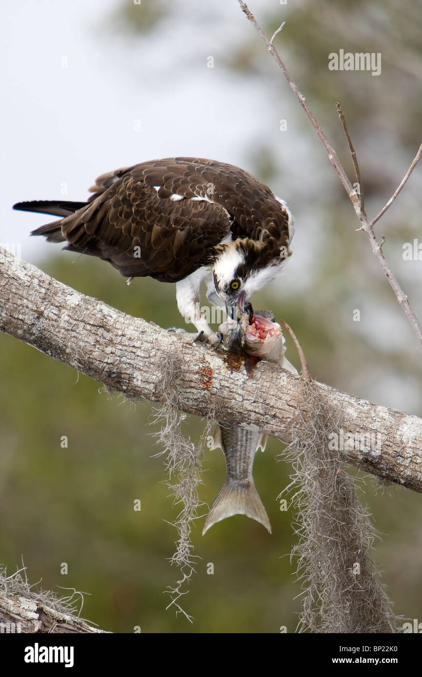 Osprey di mangiare la sua preda di pesce, Pandion haliaetus, Crystal River, Florida, Stati Uniti d'America Foto Stock