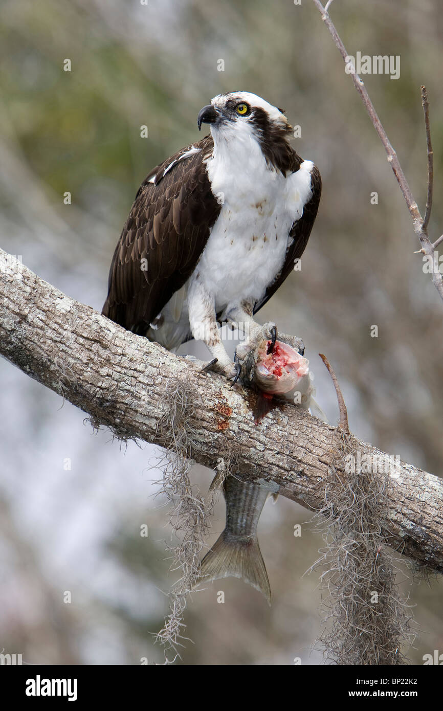 Osprey con pesci preda, Pandion haliaetus, Crystal River, Florida, Stati Uniti d'America Foto Stock