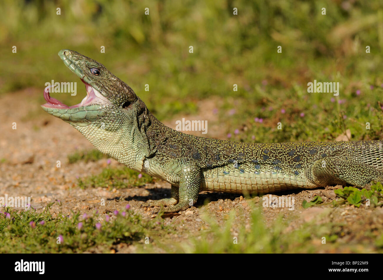 Ocellated lizard, ocellated ramarro, eyed lizard, jewelled lizard (Lacerta lepida), yawining, Spagna Estremadura, Monfragu Foto Stock