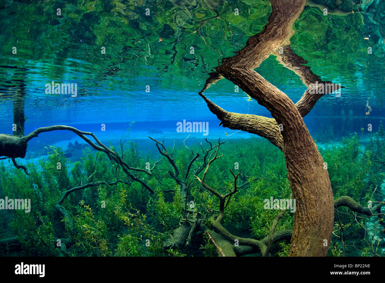 Impressioni di Rainbow River, Rainbow River, Florida, Stati Uniti d'America Foto Stock