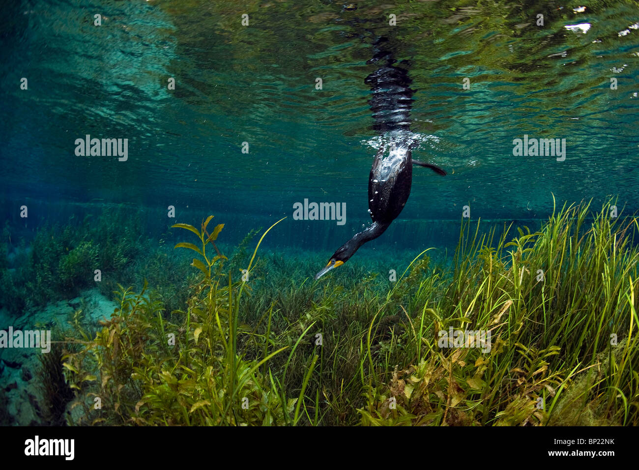 La caccia a doppio crestato, cormorano Phalacrocorax auritus, Rainbow River, Florida, Stati Uniti d'America Foto Stock