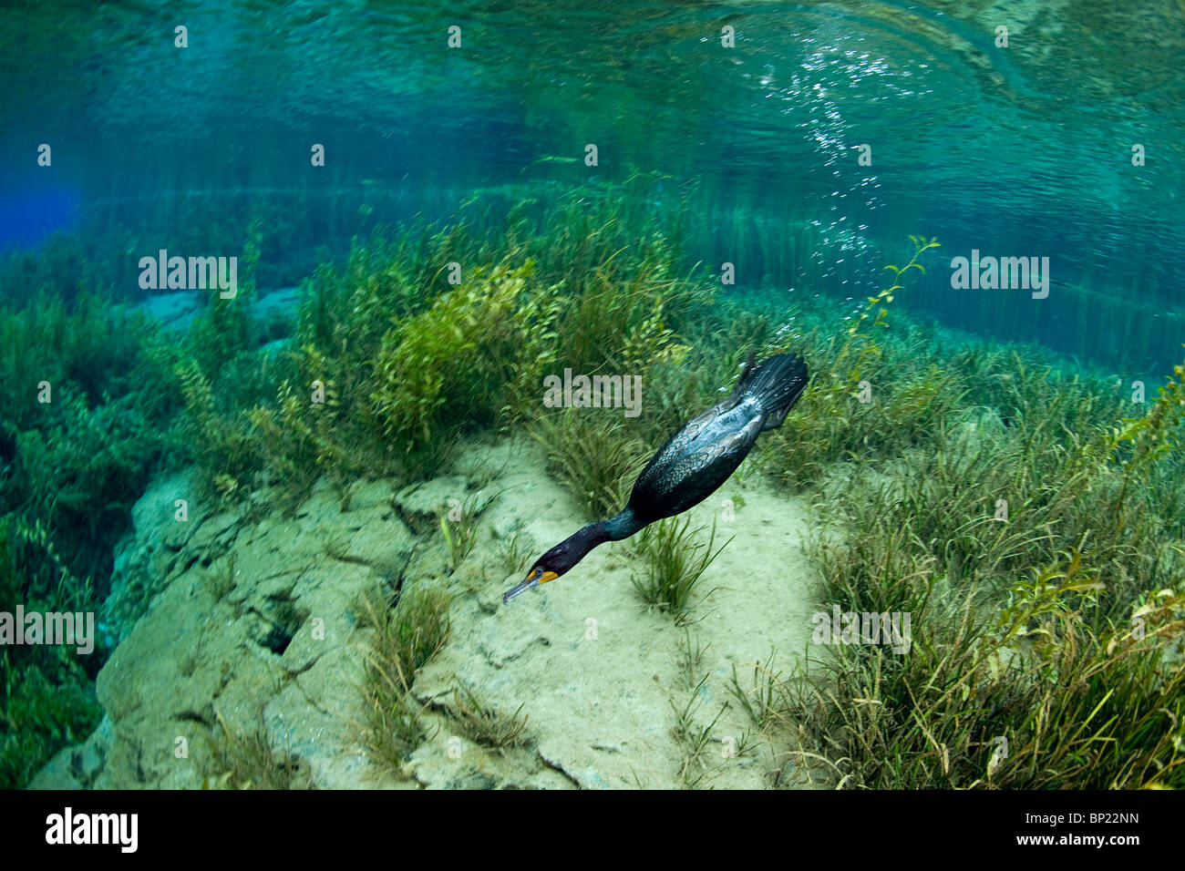 La caccia a doppio crestato, cormorano Phalacrocorax auritus, Rainbow River, Florida, Stati Uniti d'America Foto Stock