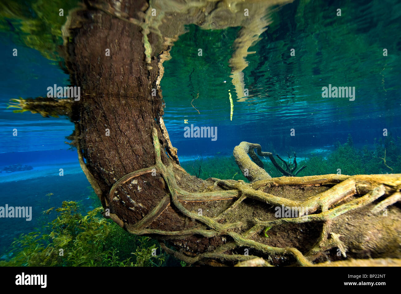 Impressioni di Rainbow River, Rainbow River, Florida, Stati Uniti d'America Foto Stock