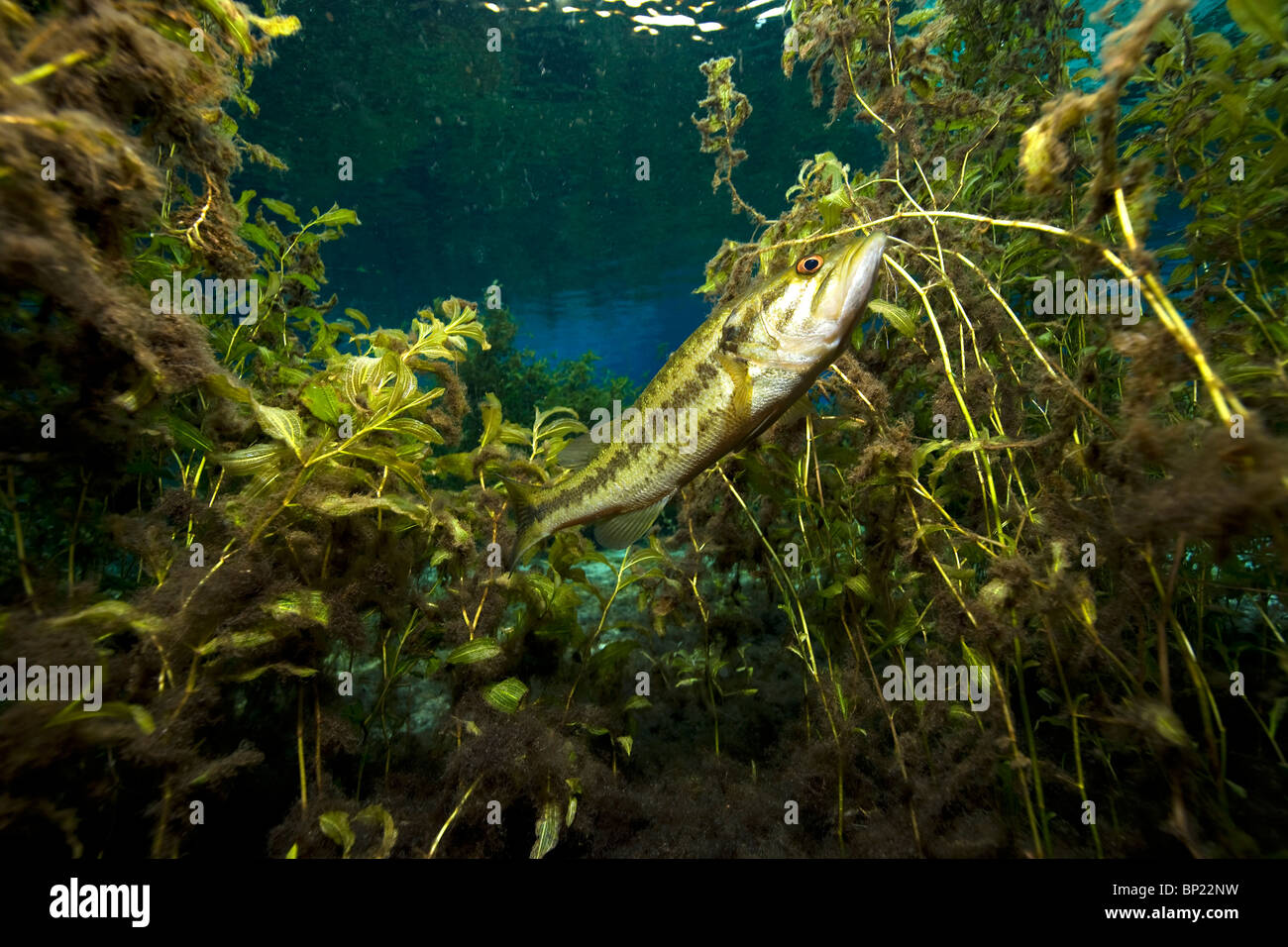 Spotted Bass, Micropterus punctalatus, Rainbow River, Florida, Stati Uniti d'America Foto Stock