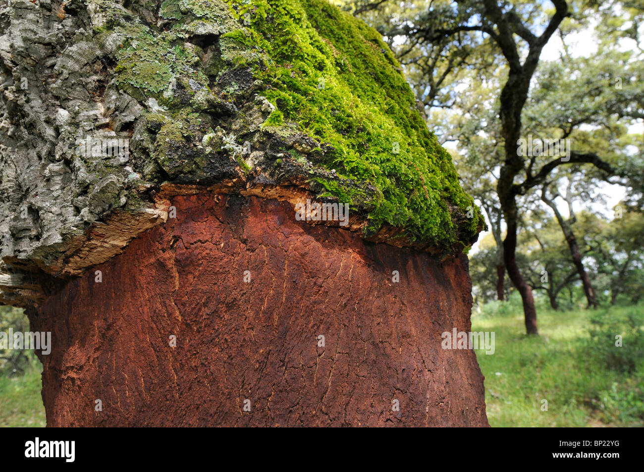Quercia da sughero (Quercus suber), strippati stelo, Andalusia Foto Stock