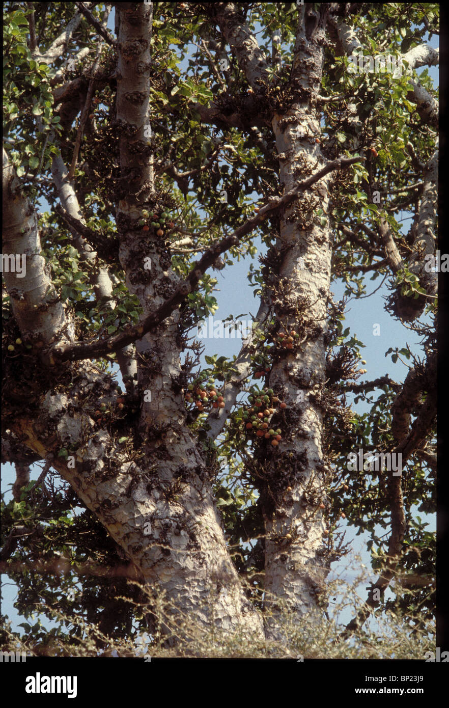 SYCAMORE tre rispose allora Amos & detto di Amazia sono stato nessun profeta né era un profeta del figlio ma ero un herdman & a Foto Stock