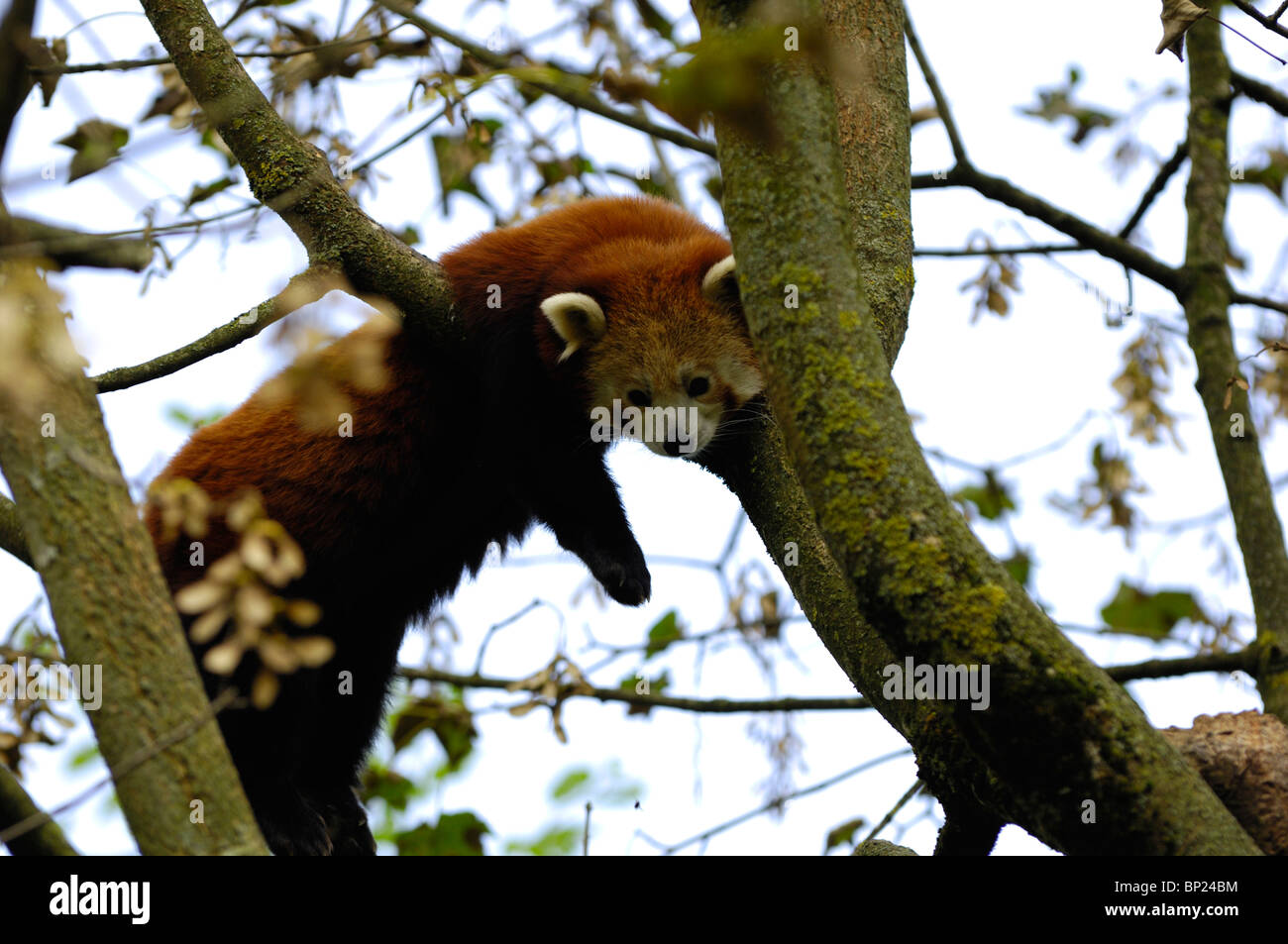 Close-up di un panda rosso Foto Stock