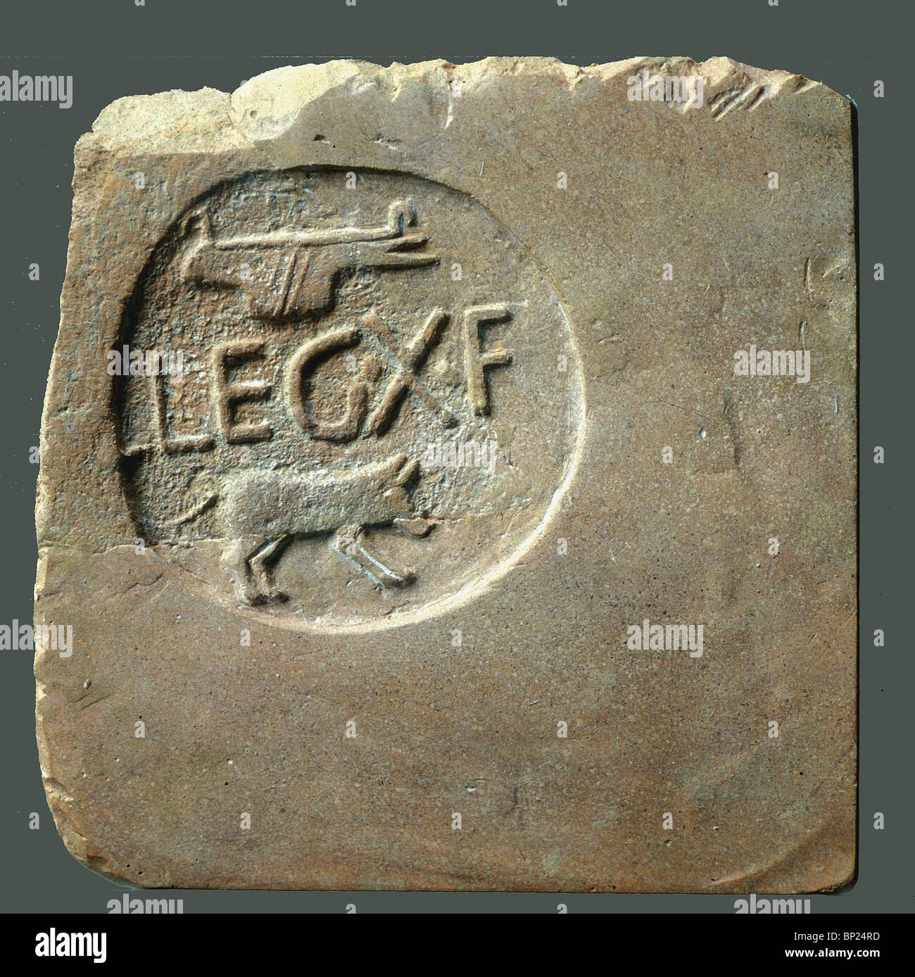 Mattoni di argilla stampigliato GAMBA X F(RATERNIS) con l'immagine di un maiale selvatico che era il loro simbolo. Molti di tali mattoni sono stati trovati in Foto Stock